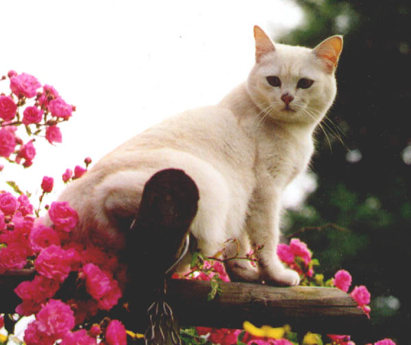 Coco, our cat